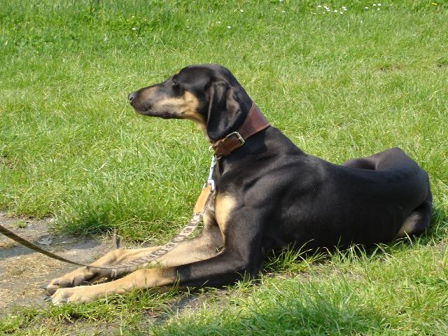 Fotky: Sloughi, arabsk� chrt (foto, obrazky)