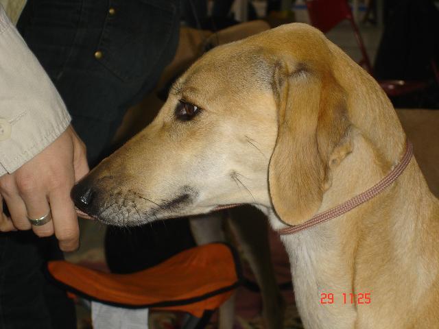 Fotky: Sloughi, arabsk� chrt (foto, obrazky)