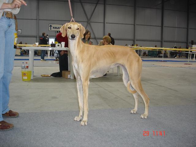 Fotky: Sloughi, arabsk� chrt (foto, obrazky)