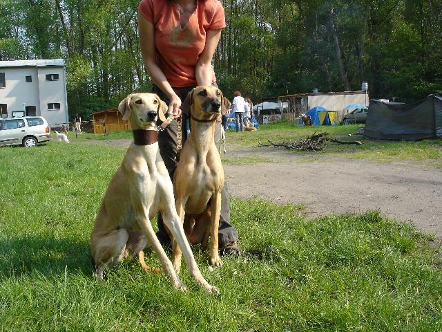 Fotky: Sloughi, arabsk� chrt (foto, obrazky)