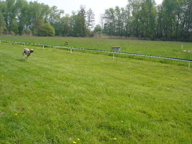 Fotky: Sloughi, arabsk� chrt (foto, obrazky)