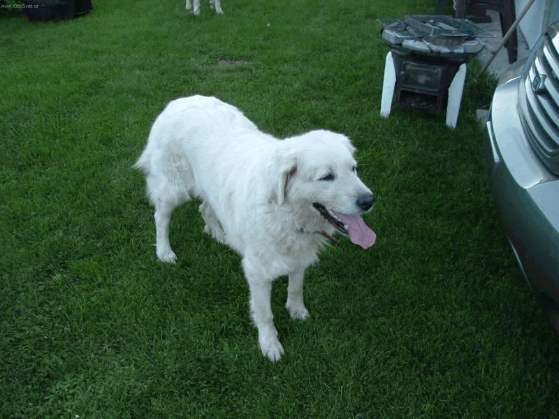 Fotky: Slovensk� �uva� (foto, obrazky)