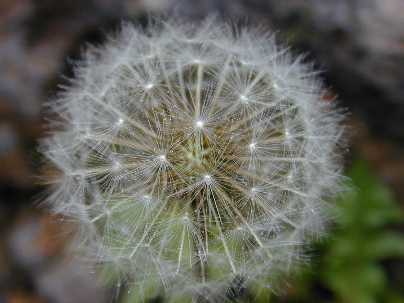 Fotky: Smetanka L�ka�sk� (foto, obrazky)