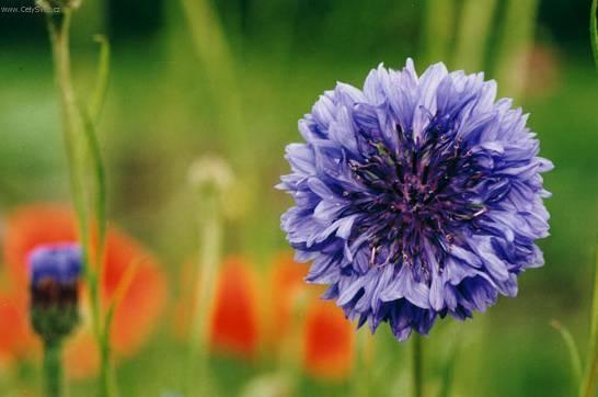 Foto: Sparm�nie, pokojov� lipka