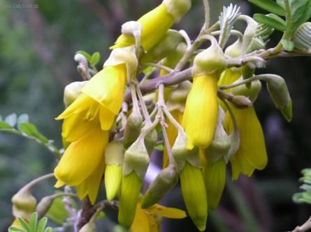 Foto: Sparm�nie, pokojov� lipka