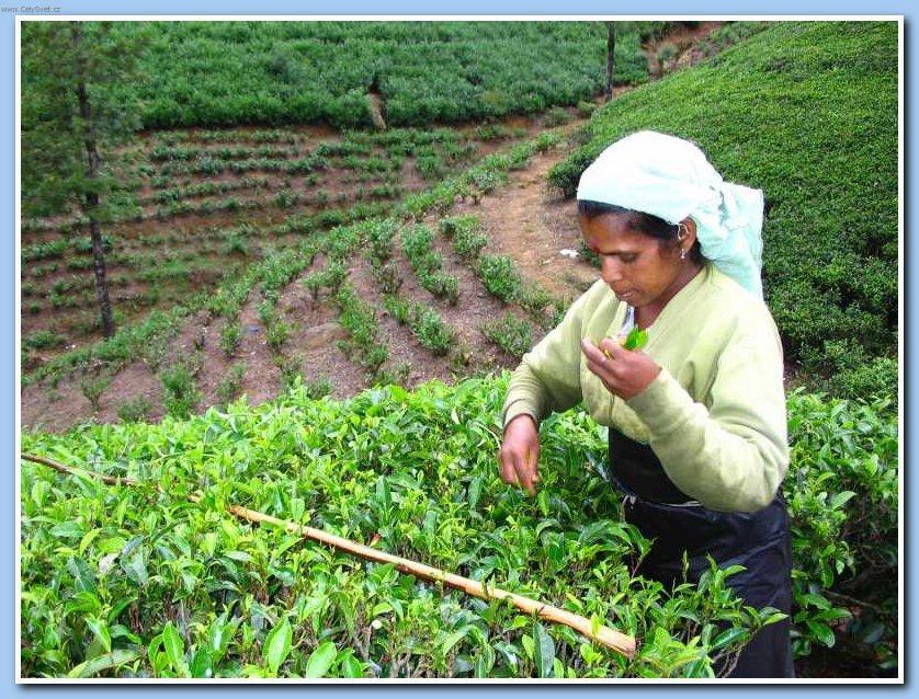 Fotky: Sr� Lanka (cestopis) (foto, obrazky)