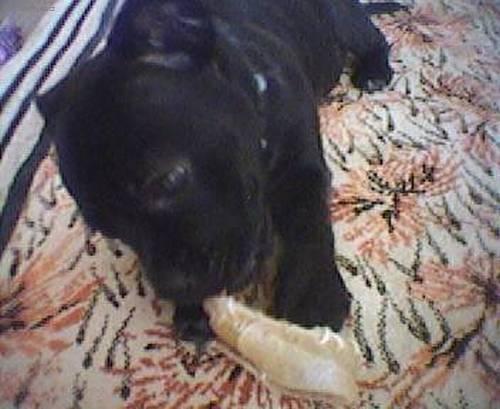 Fotky: Staford��rsk� bullterier (foto, obrazky)