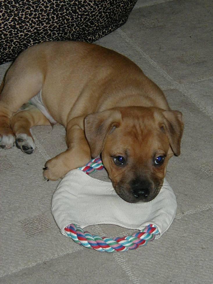 Fotky: Staford��rsk� bullterier (foto, obrazky)