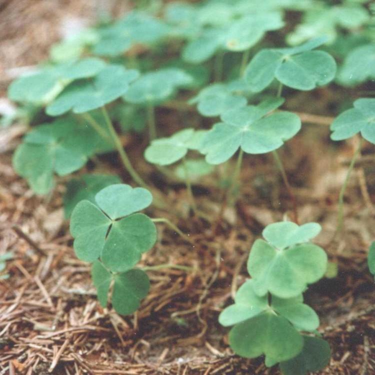 Fotky: ��avel Kysel� (foto, obrazky)