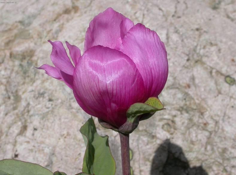 Fotky: ��avel (foto, obrazky)