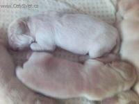 Foto: �t�n� a v�e o n�m