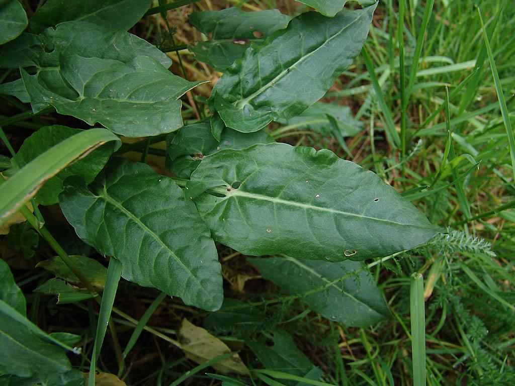 Fotky: ��ov�k Kysel� (foto, obrazky)