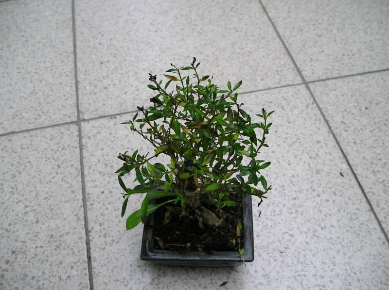 Fotky: Strom tis�ce hv�zd, serisa (foto, obrazky)