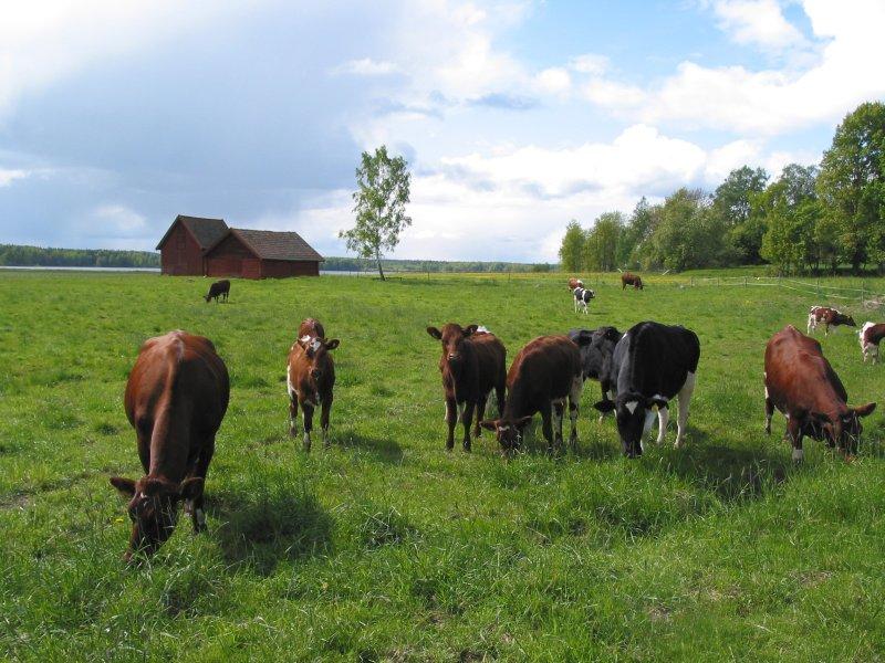 Fotky: �v�dsk� byliny (foto, obrazky)