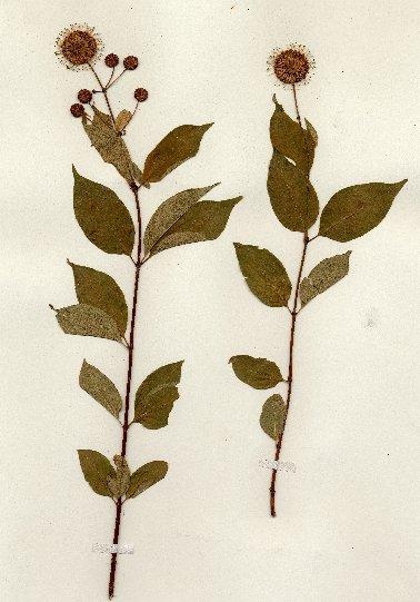 Fotky: Sv�zel (foto, obrazky)