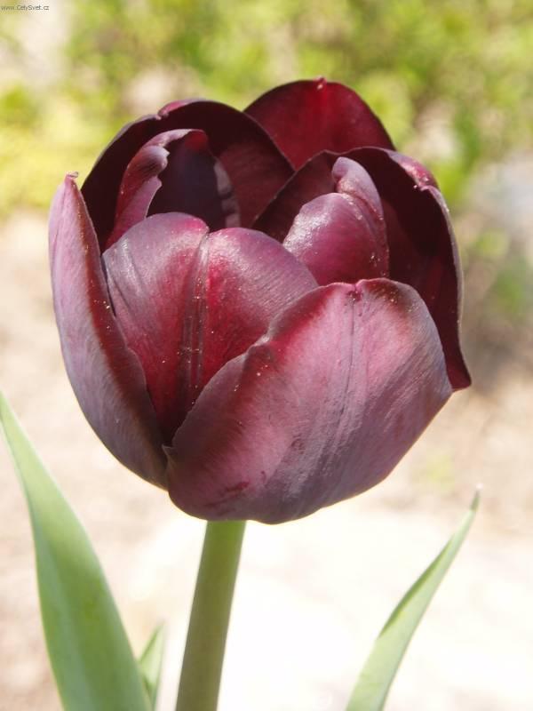 Fotky: Tulip�n (foto, obrazky)