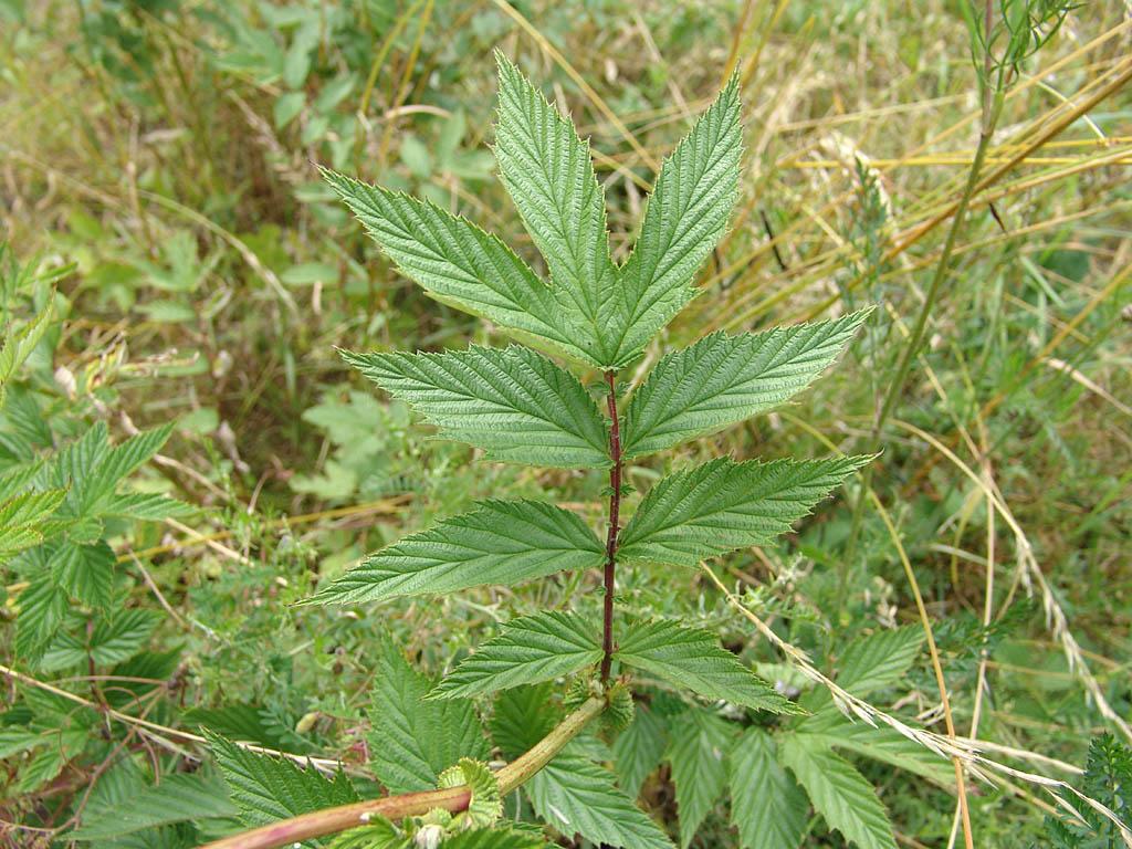 Foto: Tu�ebn�k Jilmov�