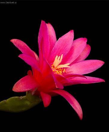 Fotky: Velikono�n� kaktus (foto, obrazky)