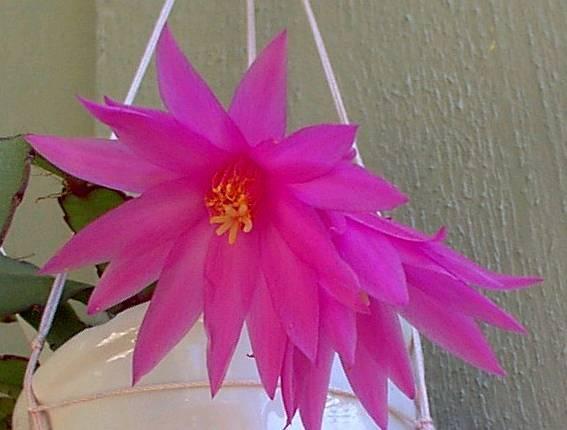 Fotky: Velikono�n� kaktus (foto, obrazky)