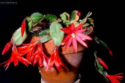 Fotky: Velikono�n� kaktus (foto, obrazky)