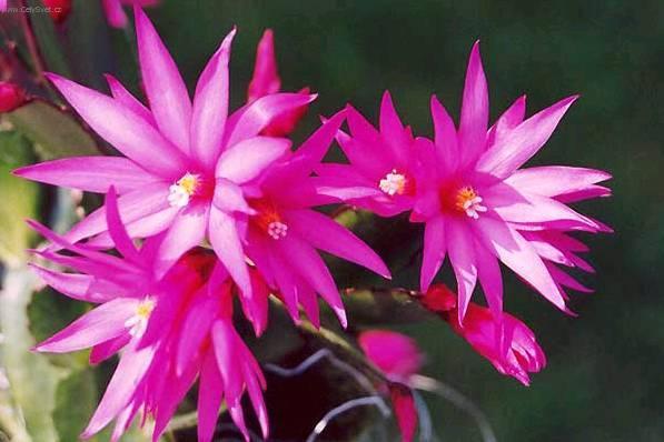 Fotky: Velikono�n� kaktus (foto, obrazky)
