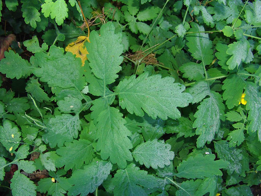 Fotky: Vla�tovi�n�k V�t�� (foto, obrazky)