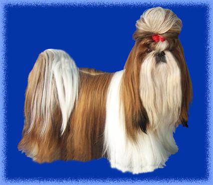 Foto: V�stavn� �prava-Ps� salon Imperial Bohemia