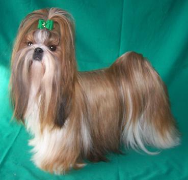 Foto: V�stavn� �prava-Ps� salon Imperial Bohemia