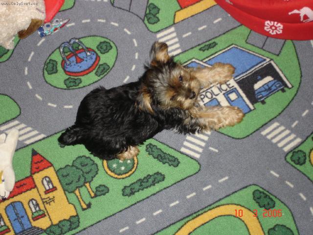 Fotky: York��rsk� terier (foto, obrazky)