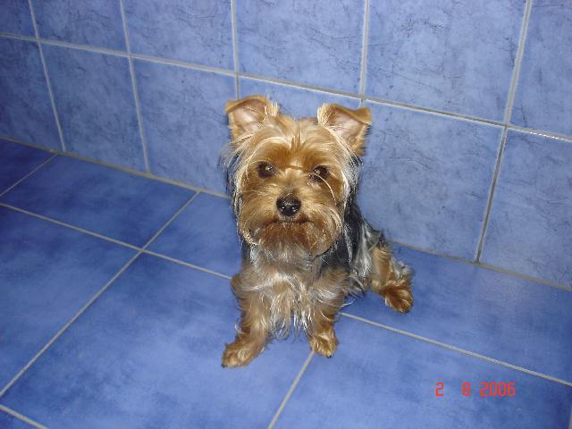 Fotky: York��rsk� terier (foto, obrazky)