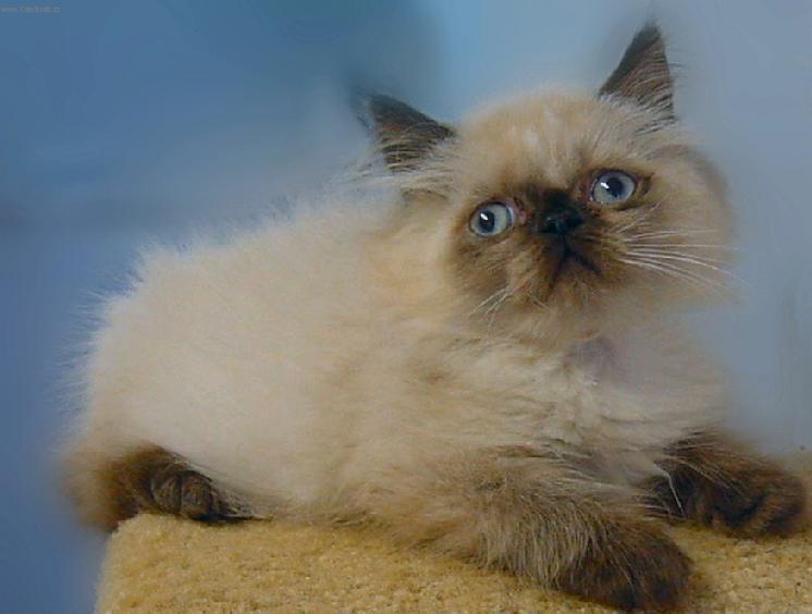 Fotky: Zbarven� Seal-point (foto, obrazky)