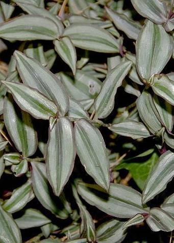 Fotky: Zebr�na, Pruhovatka (foto, obrazky)