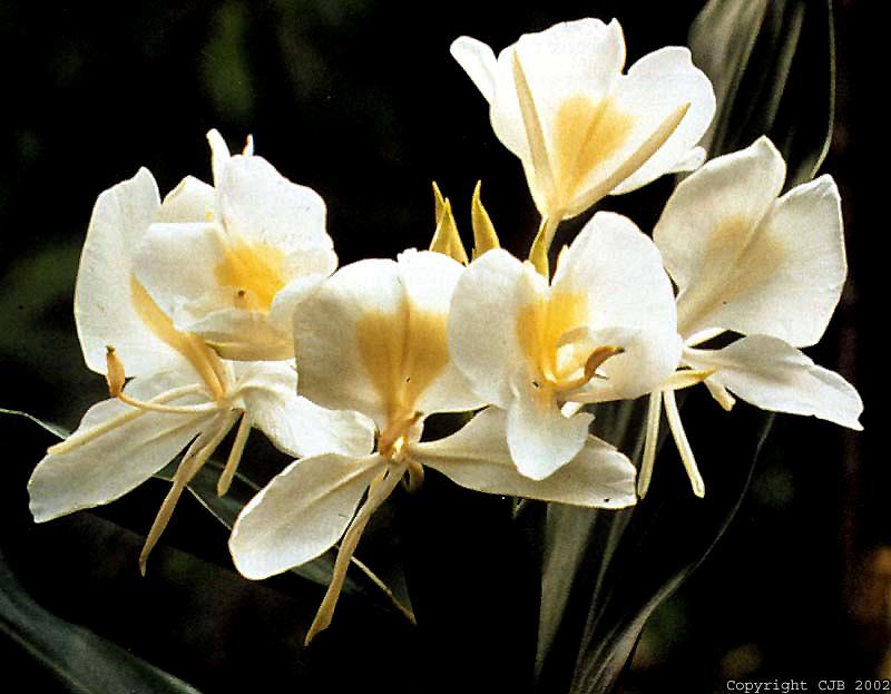 Fotky: �en�en (foto, obrazky)