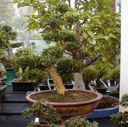 Fotky: Zimostr�z (foto, obrazky)