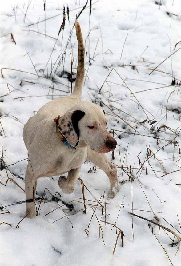 Fotky: Zkou�ky oha�� v �R (foto, obrazky)