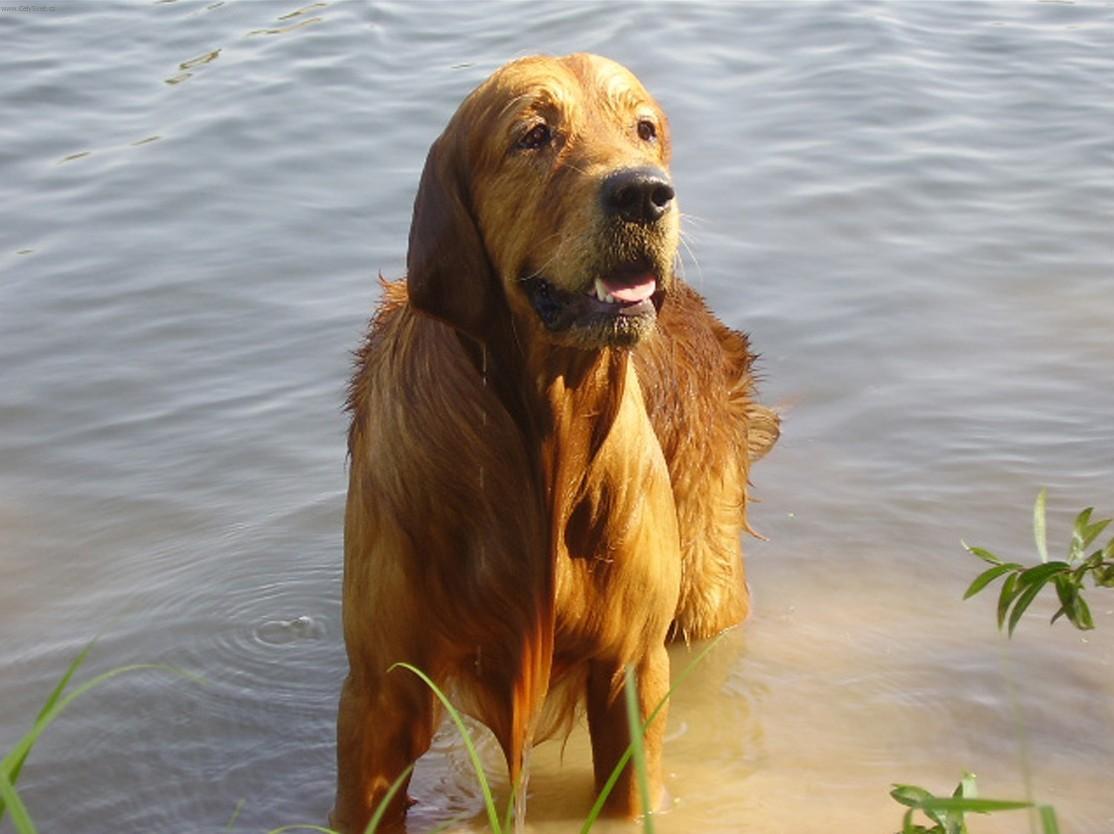 Foto: Zlat� retr�vr-Charlie. Majitelka: Rozsypalov�