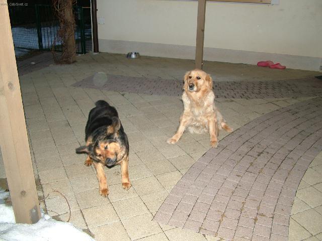 Foto: Zlat� retr�vr-Nela & Tina. Majitel: Martin