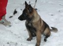 Belgick� ov��k - Malinois