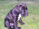 Fotky: N�meck� boxer (foto, obrazky)