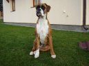 Fotky: N�meck� boxer (foto, obrazky)