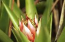 �chmea