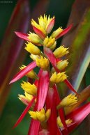 �chmea
