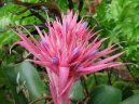 �chmea
