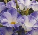 Eustoma, j�cnovka