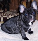 Fotky: Francouzsk� buldo�ek (foto, obrazky)