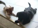 Fotky: Jack Russel�v Teri�r (foto, obrazky)