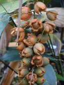 Kokosovec Weddel�v