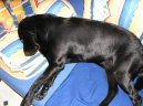 Fotky: Labradorsk� retr�vr (foto, obrazky)