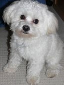 Fotky: Malt�z��ek, Malt�zsk� ps�k (foto, obrazky)