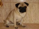 Fotky: Mops (foto, obrazky)